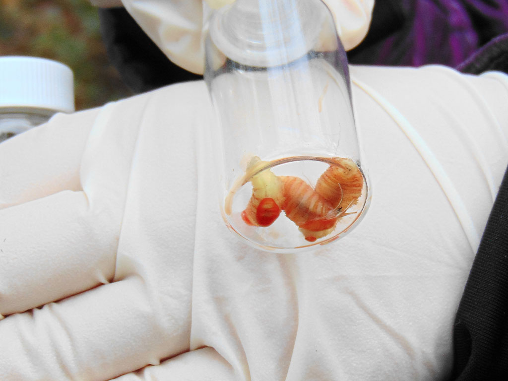College of Agriculture and Food Sciences team studies insect activity during decomposition to improve forensic science and expand Florida-specific research.