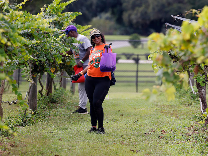 Attendees at the Grape Harvest Festival pick grapes in the vineyard. 