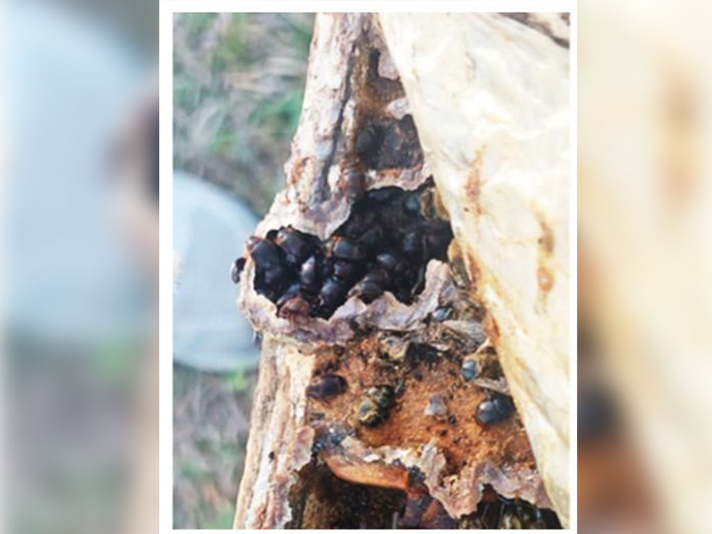 Photo Caption: Small hive beetles infest a honey bee colony, where they feed on pollen, brood and honey, weakening hives and threatening colony health. Researchers at Florida A&M University's College of Agriculture and Food Sciences are studying sustainable pest management strategies to help beekeepers protect honey bees from the invasive pest. Photo courtesy of FAMU College of Agriculture and Food Sciences.