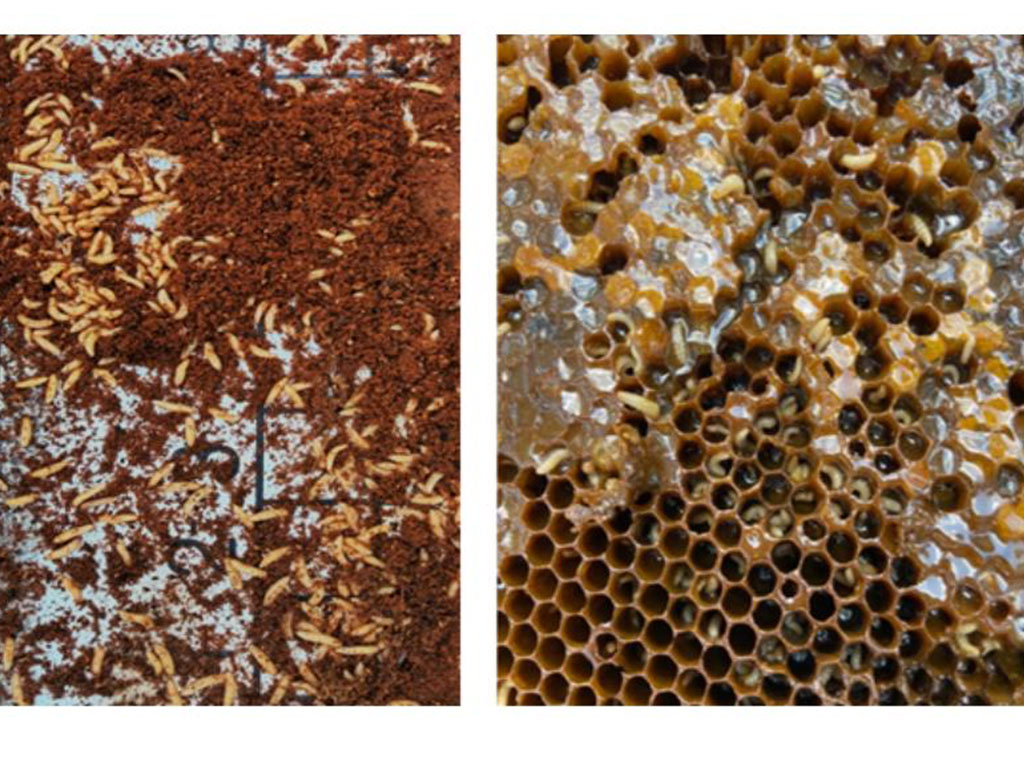 Honeybee brood comb affected by small hive beetles shows larvae feeding throughout the hive. The invasive pest can damage honeycomb, consume stored honey and pollen, and contribute to colony decline. Photo courtesy of FAMU College of Agriculture and Food Sciences.