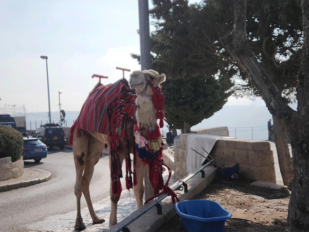 Camel in Israel