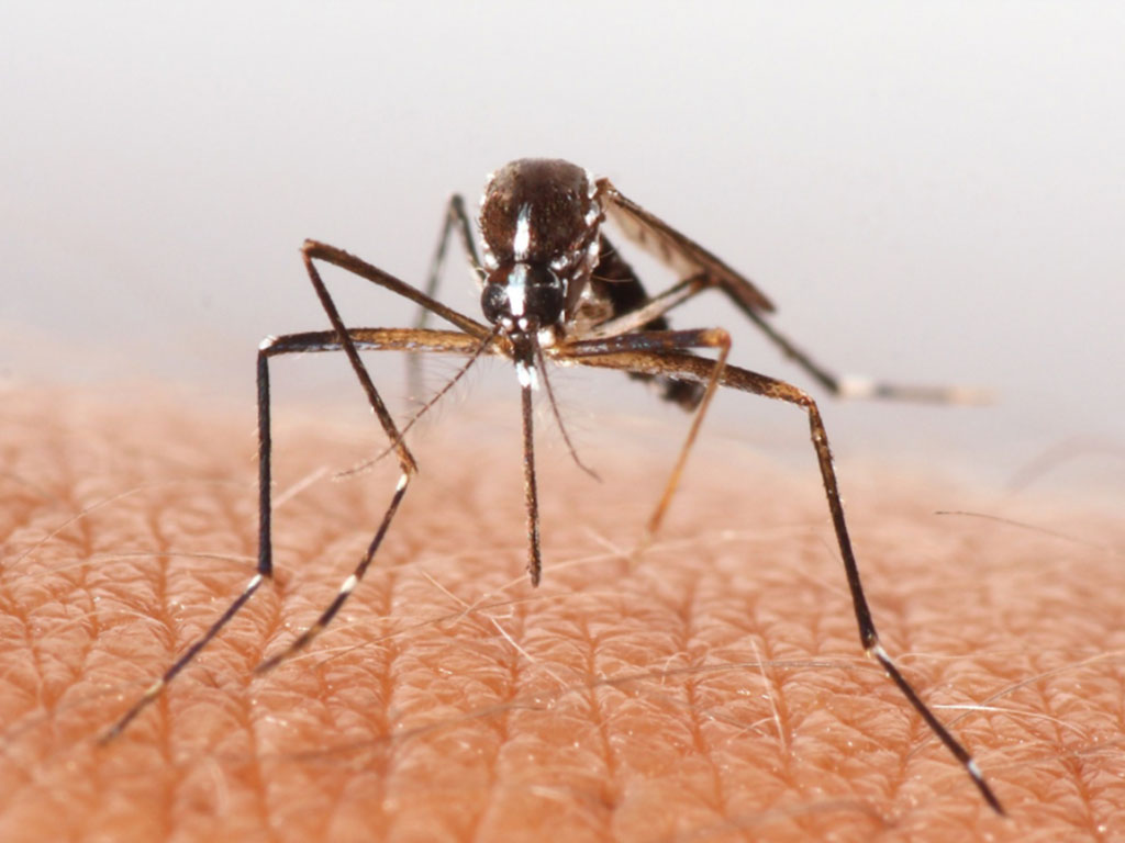 FAMU Researchers Study Mosquito Trapping Methods to Improve Disease Surveillance