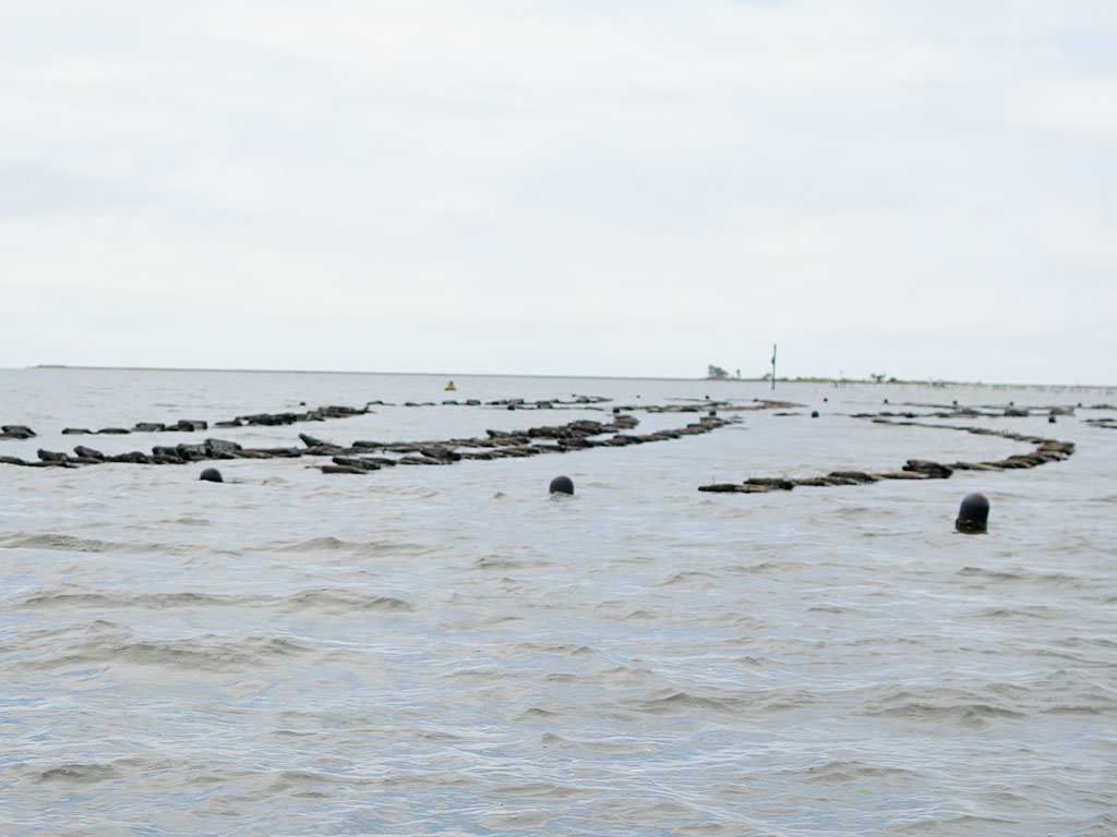 Real-time environmental data collected by FAMU's "Rattler Moji" buoy helps researchers and local oyster farmers monitor conditions across oyster farming sites in Spring Creek. Photo courtesy of Ernest Nelfrard.