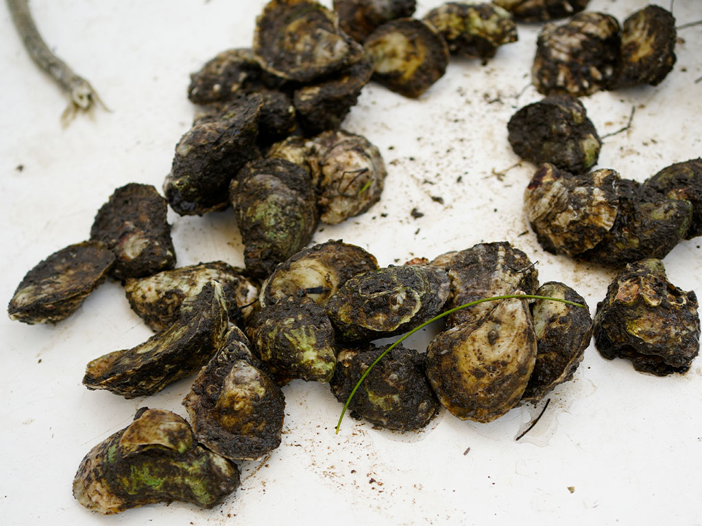 Freshly harvested oysters rest aboard a boat in Spring Creek, where Florida A&M University's School of the Environment studies water quality conditions that influence oyster growth and aquaculture operations. Photo courtesy of Ernest Nelfrard.