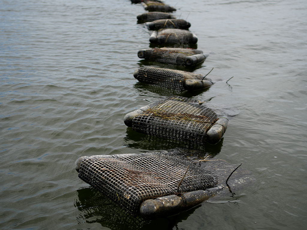 Floating oyster cages sit in the waters of Spring Creek in Wakulla County, where Florida A&M University's School of the Environment partners with local oyster farmers to study water quality and support sustainable aquaculture practices.