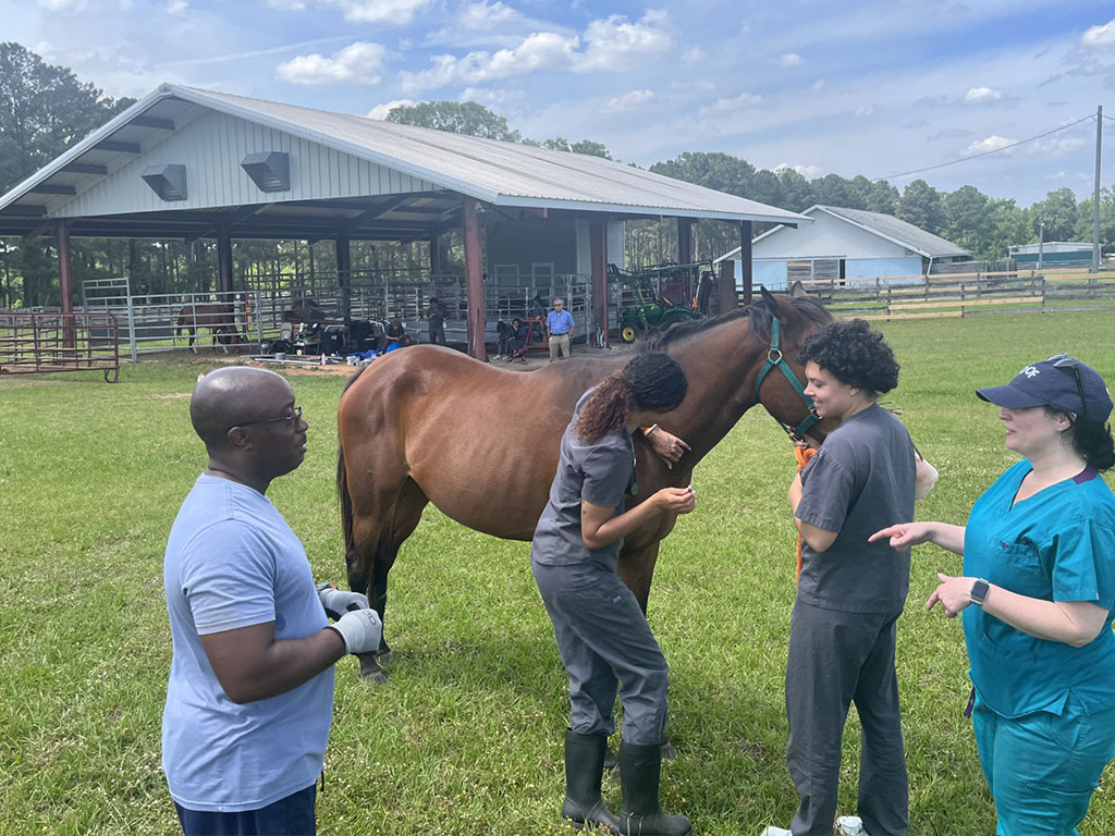 A horse exam at the REC