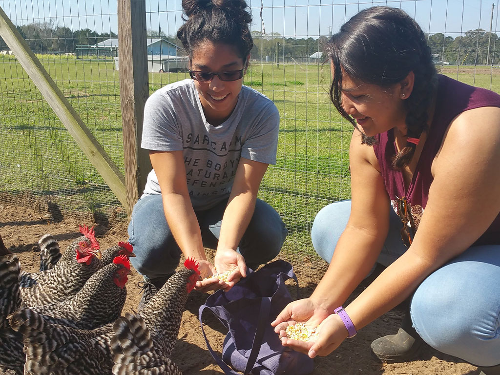 FAMU's Veterinary Technology Program students socialize with a group of roosters.