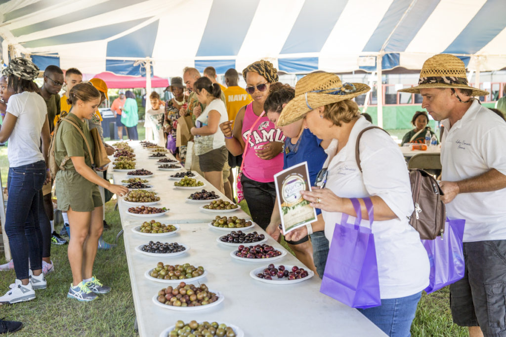Attendees at the Grape Harvest Festival sampling a variety of grapes.