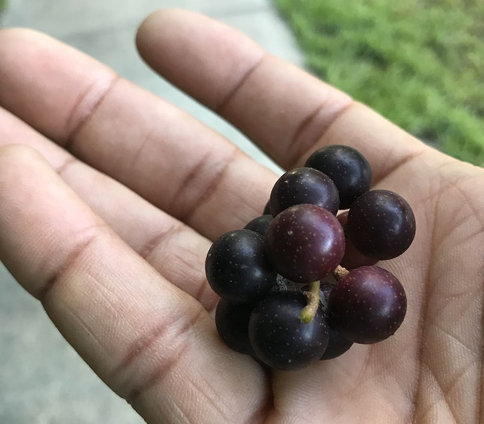 A hand holding a small bunch of Muscadine grapes.